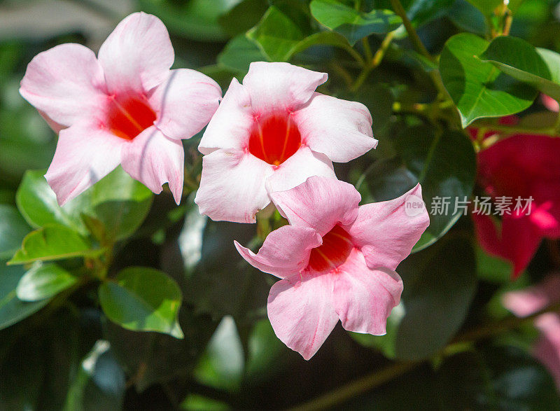 粉红色的Allamanda (Mandevilla)在Menaggio的科莫湖，意大利